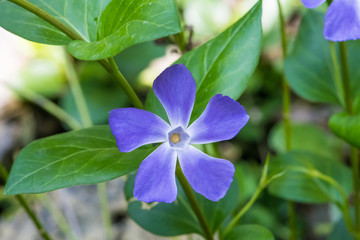 Flores
