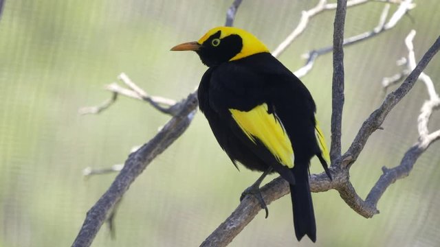 a regent bowerbird perched on a branch in a walk-in avairy at a bird park in australia