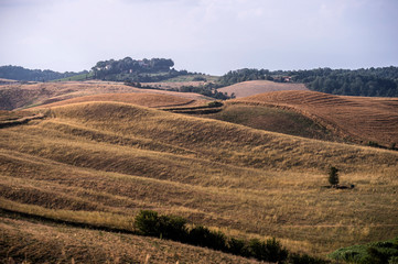 Fototapeta premium Colline toscane dorate