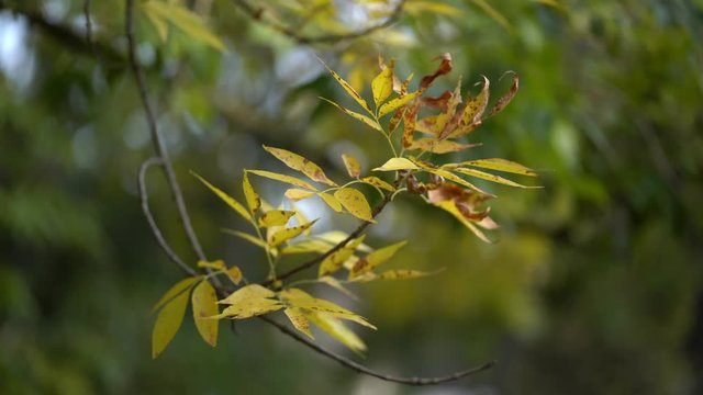 Detailed Yellow Autumn Leaves on on The Tree