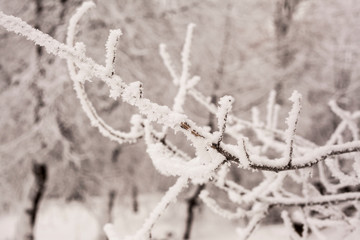 Obraz premium Beautiful views of winter forest in the snow at sunset frosty days. Trees covered in frost and snow.