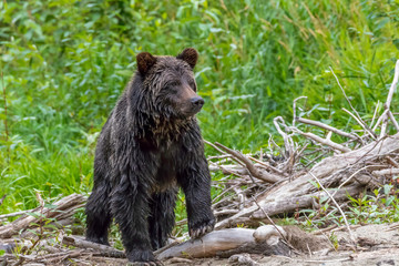 Fototapeta na wymiar Grizzly bear hunting and eating salmon British Columbia Canada