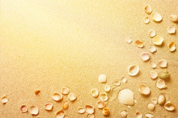 Shells in the sand on the beach background