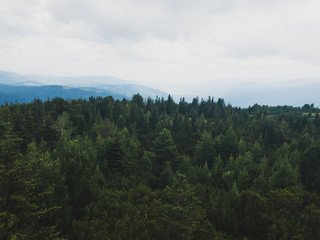 morning in the Bavarian Black Forest 