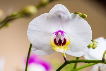 Orquideas