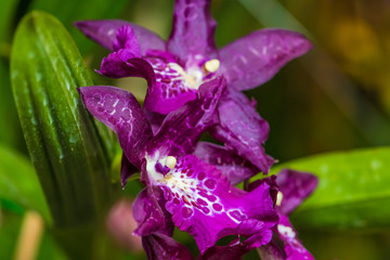 Orquideas