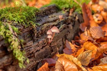 pink-tinged mushrooms grow from a piece of deadwood