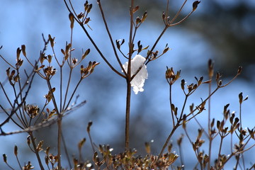 Snow on a branch