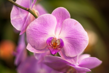 Naklejka na ściany i meble Pink orchid (Phalaenopsis Rosea) in garden