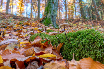 thin-stemmed mushrooms grow from a moss-covered piece of deadwood