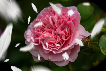 Edelrose mit fliegenden Federn im Vordergrund