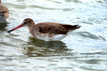 Black-Tailed Godwit