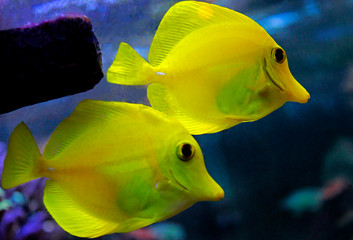 Zebrasoma the Hawaiian Yellow tang fish 