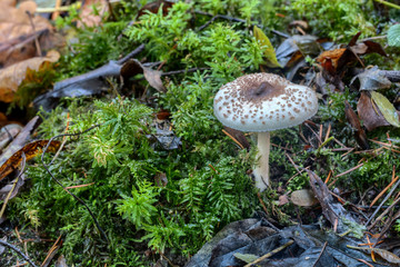 white mushroom grows on mossy forest floor