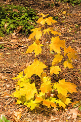 Young Sugar Maple in Autumn