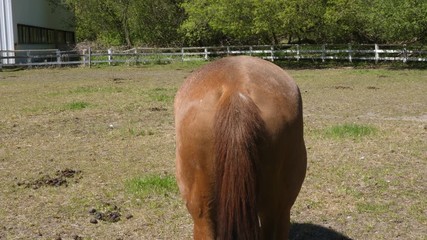 Horse's ass. Rear view of brown horse in paddock.