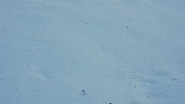 Slow motion snow balls rolling down a hill in the black forest in Germany.