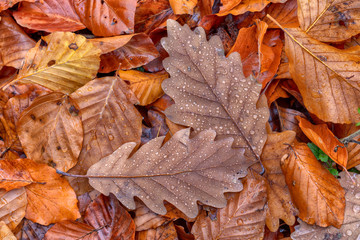 Brown leaves with some drops of water top down view