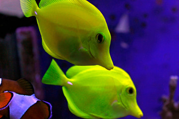 Zebrasoma the Hawaiian Yellow tang fish 