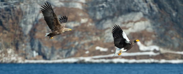 Flying Steller`s sea eagle and white-tailed eagle. Snow-covered mountains on the background.  Scientific name: Haliaeetus pelagicus. Natural Habitat. Winter season.