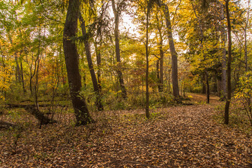  Colorful sunlit fall forest with fallen leaves covering the ground