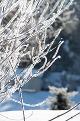 朝日に輝く霧氷