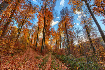 Two dividing forest paths in late fall with vibrant colors