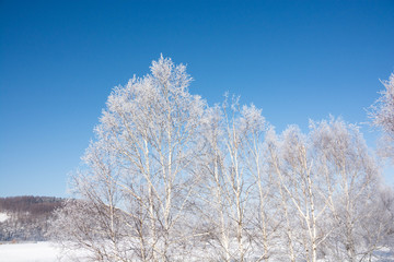 Obraz na płótnie Canvas 青空と朝日に輝く霧氷