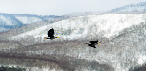 Naklejka premium Flying Steller`s sea eagles. Snow-covered mountains on the background. Scientific name: Haliaeetus pelagicus. Natural Habitat. Winter season.