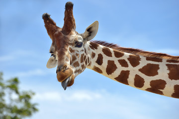 Giraffa