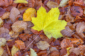 Maple leaf lies on top of many other leaves