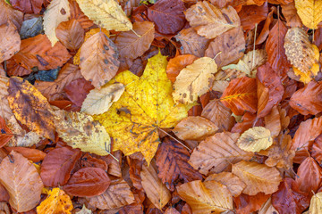 Multicolored leaves on the forest floor top down view