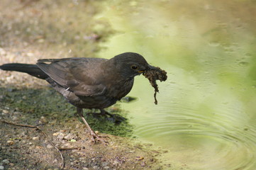vogelschmaus