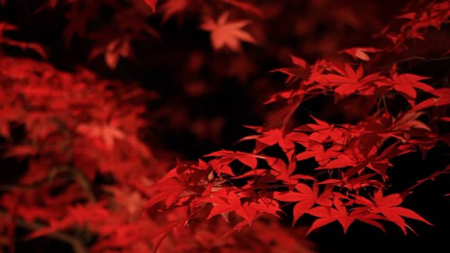 紅葉　夜　ライトアップ　日本の秋　風景