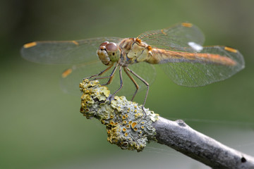 Libellula