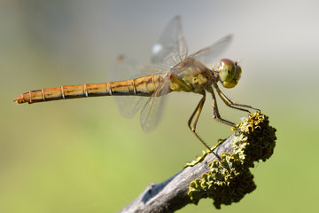 Libellula