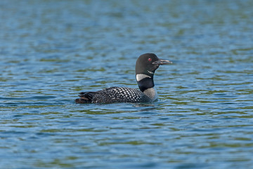 Loon Calling on a Wilderness Lake