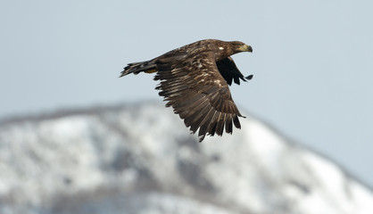 Juvenile White tailed eagle in flight. Snow-covered mountain on the background. Winter season. Scientific name: Haliaeetus albicilla, also known as the ern, erne, gray eagle, white-tailed sea eagle.