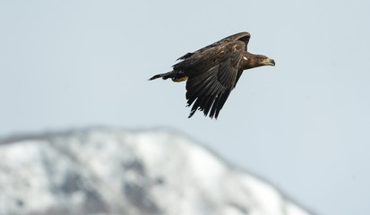 Juvenile White tailed eagle in flight. Snow-covered mountain on the background. Winter season. Scientific name: Haliaeetus albicilla, also known as the ern, erne, gray eagle, white-tailed sea eagle.