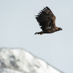 Juvenile White tailed eagle in flight. Snow-covered mountain on the background. Winter season. Scientific name: Haliaeetus albicilla, also known as the ern, erne, gray eagle, white-tailed sea eagle.
