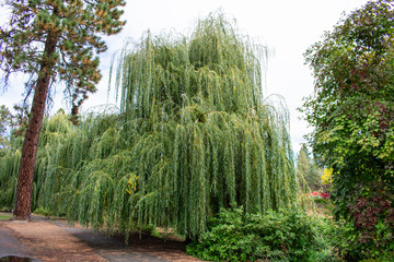 Obraz premium Fall Trees