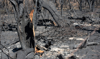 Disaster, forest burnt