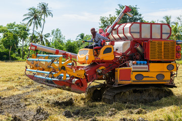 Fototapeta premium Combine harvester Working on rice field. Harvesting is the process of gathering a ripe crop