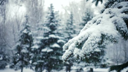 snow falling at the fir trees branches - Powered by Adobe