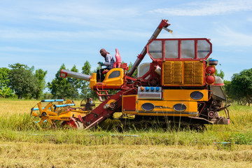 Fototapeta premium Combine harvester Working on rice field. Harvesting is the process of gathering a ripe crop
