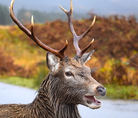 Stag in Glen Etive 