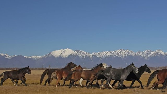 Walking and running horse. Horses moves slowly against the background of the grazing herd. Herd of horses running on the steppes in background snow-capped mountain. Slow Motion at rate of 180 fps.