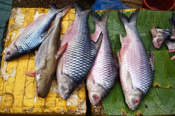 Fototapeta premium Fresh caught fish at an outdoor market in rural Laos