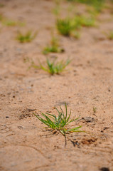 Colorful fresh green young grass growing in the sand close-up