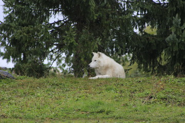 Obraz premium arctic wolf laying down 